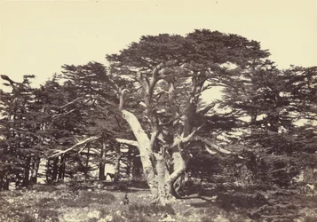 Der Größte der Zedern, Berg Libanon